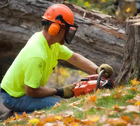 tree services Beachwood